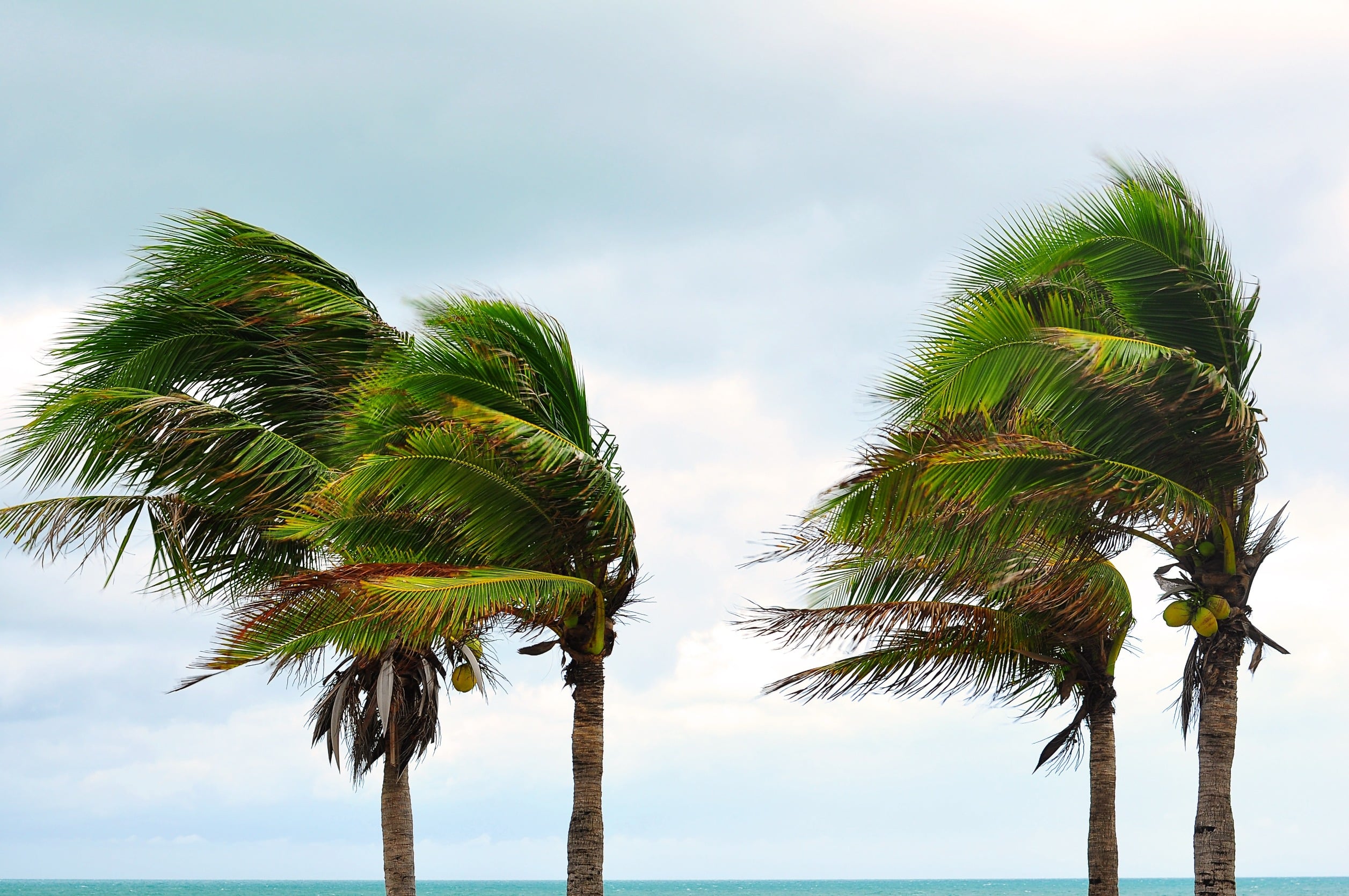 palm trees blowing in strong wind